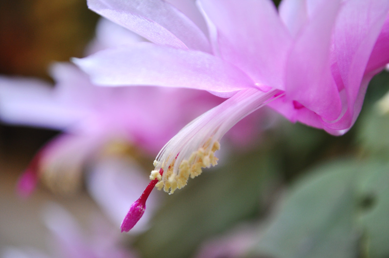 新春の花たち。_b0180709_21314568.jpg