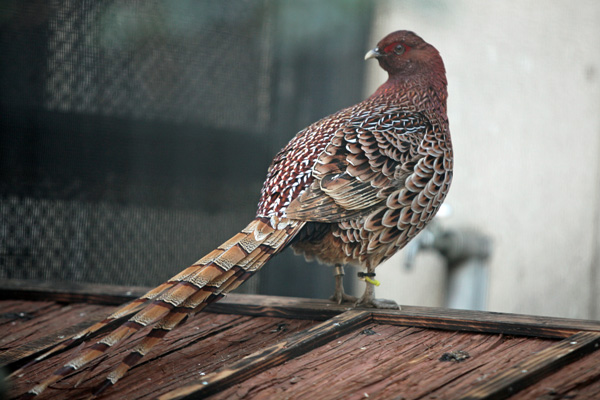 山鳥の尾のしだり尾の 動物園放浪記 山鳥の尾のしだり尾の 動物園放浪記