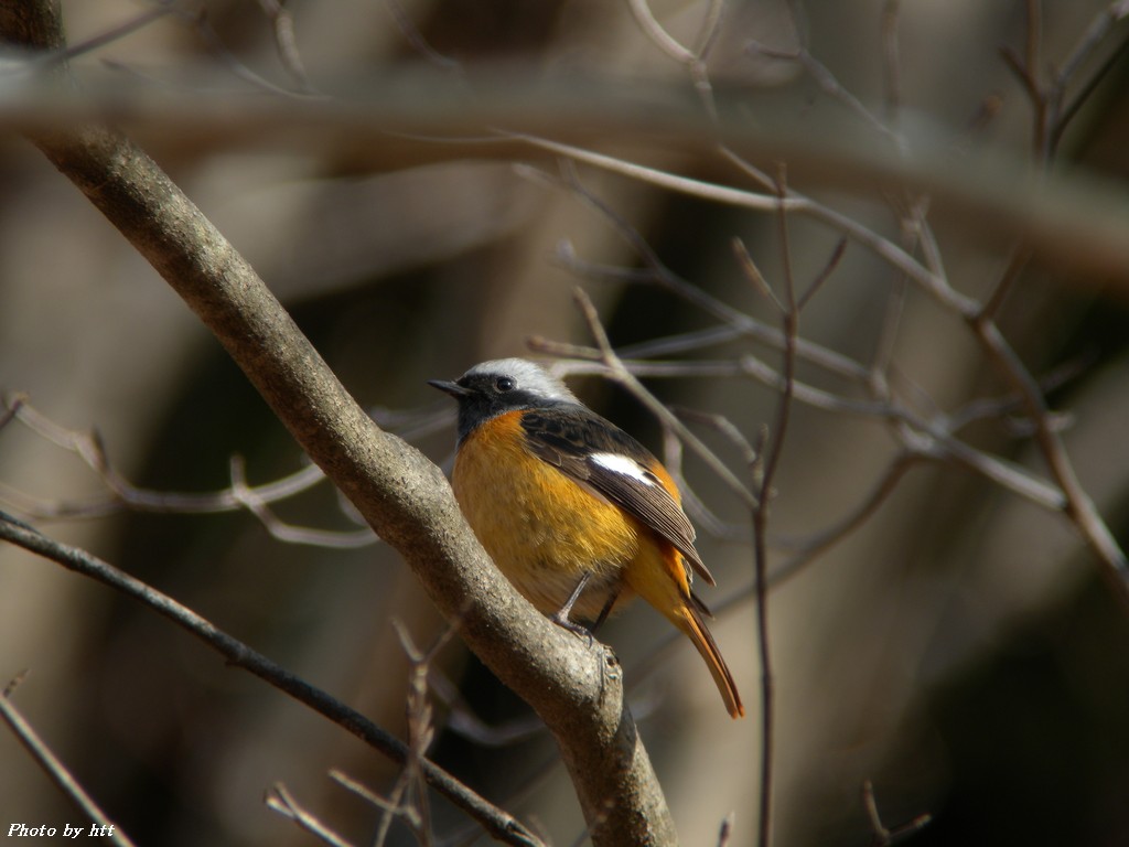 その他の鹿島台の野鳥_f0148627_21593390.jpg