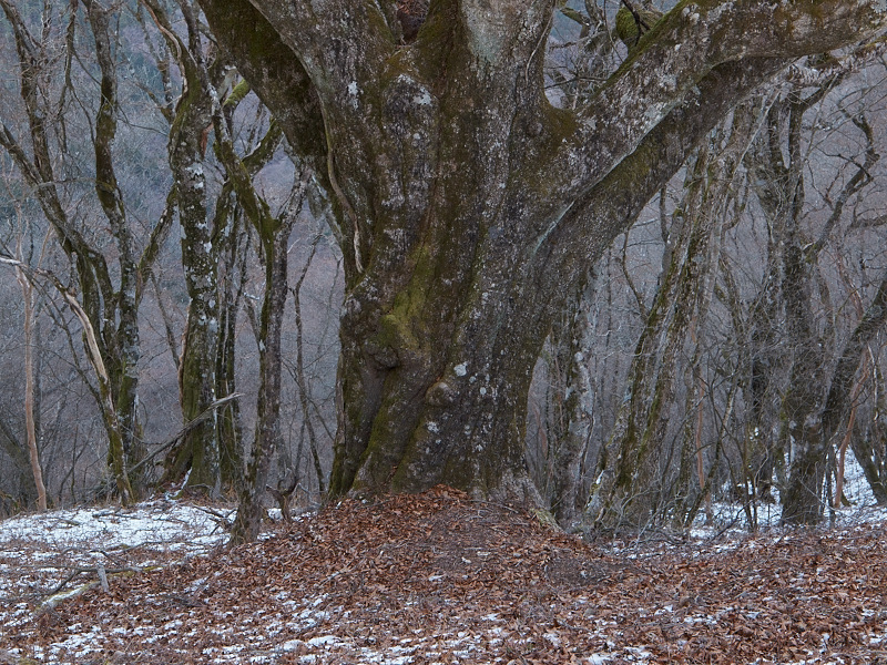 c0006928_2151910.jpg