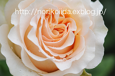 Modern Rose 119＊クリーム・デライト　_d0086230_9391487.jpg