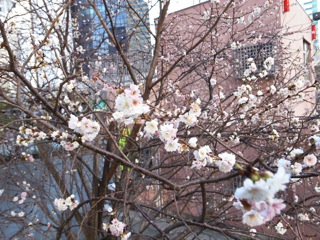 正月気分の残る街角。_d0057843_18423785.jpg