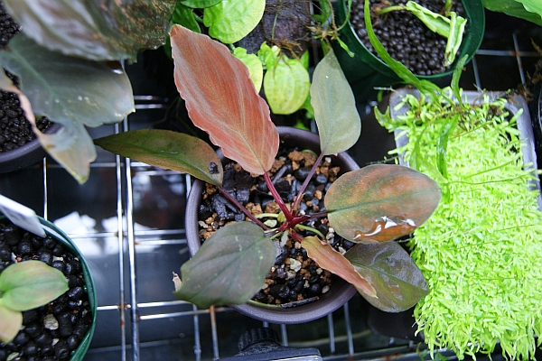 Homalomena sp. aff Insignis“Sarawak”[TB] Homalomena sp. aff