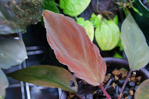Homalomena sp. aff Insignis“Sarawak”[TB] Homalomena sp. aff Insignis“Sarawak“【TB】