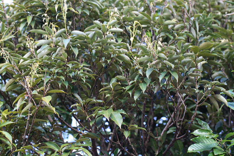 オキナワジイ Castanopsis sieboldii subsp. lutchuensis : 鳥平