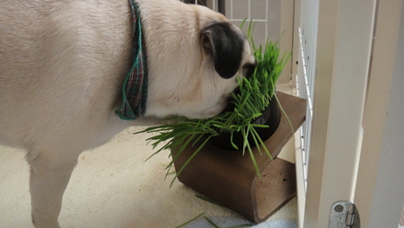 犬と猫が食べる草_b0190666_16454661.jpg