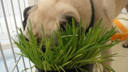 犬と猫が食べる草_b0190666_1646589.jpg