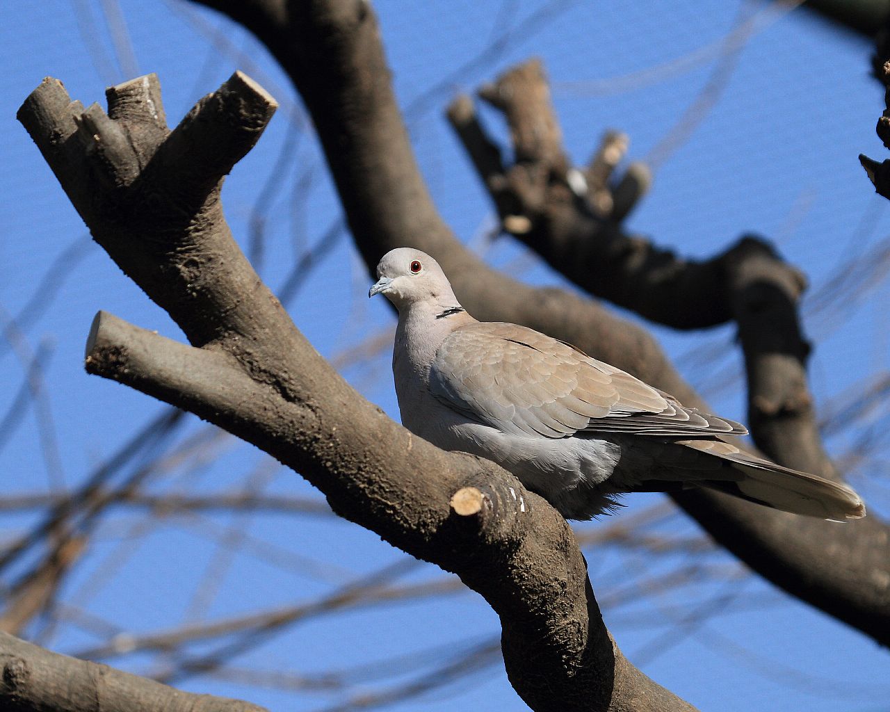 こんなのでも野鳥で良いのかな？_f0105570_23313748.jpg