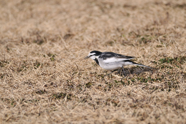 野鳥証拠写真集　パート２_c0197772_4244944.jpg