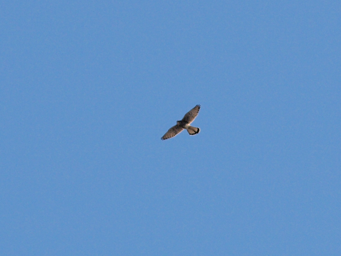 e0123889_211348.jpg