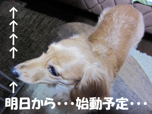 雑用_b0200291_18453343.jpg