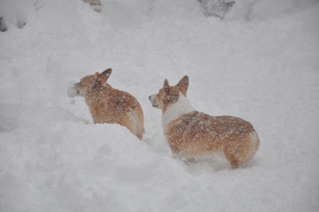 ドカ雪_f0212597_21311960.jpg