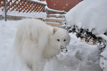 ドカ雪_f0212597_21313959.jpg