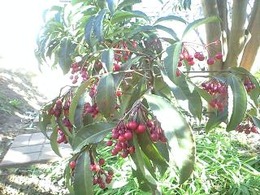 b0059000_14334769.jpg