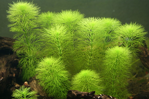 a0183301_02138.jpg