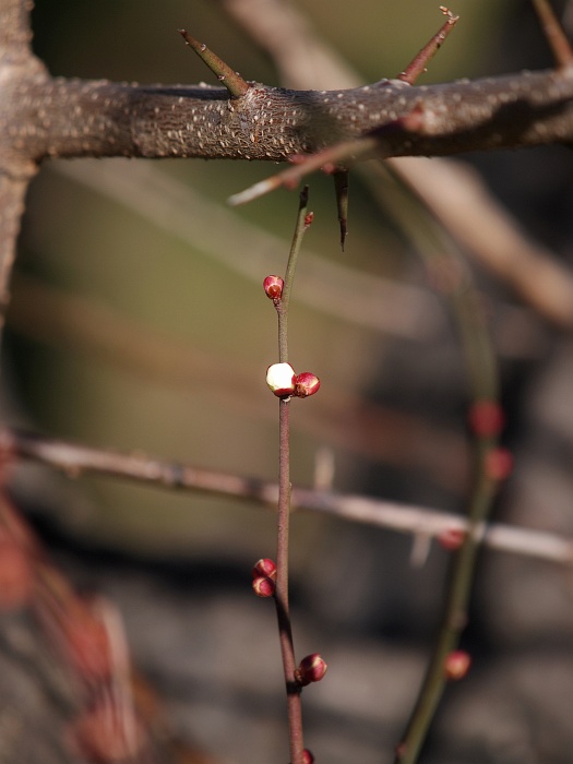 庄内緑地の野鳥と花_e0075403_1952431.jpg