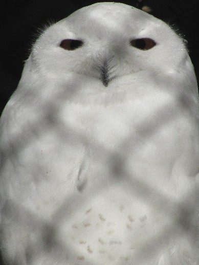 e0118908_2015392.jpg