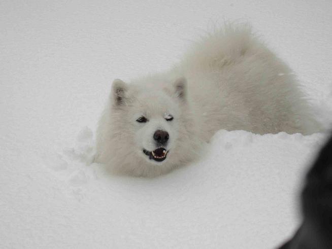 雪遊び~♪_b0177436_21475457.jpg