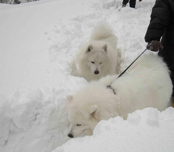 雪遊び~♪_b0177436_21552164.jpg