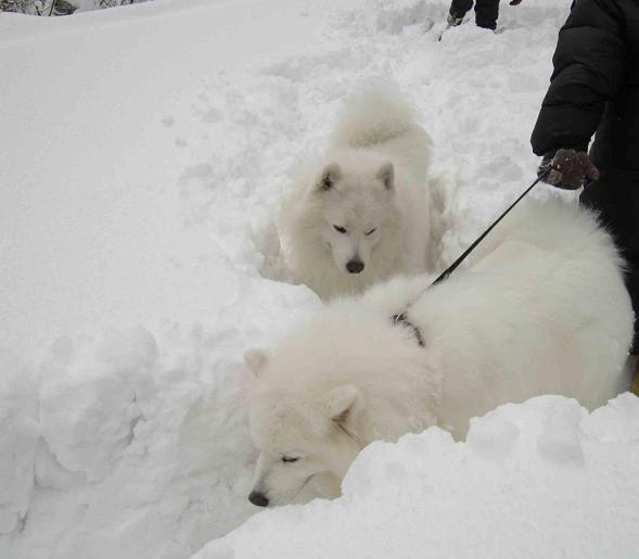 雪遊び～♪_b0177436_21552164.jpg