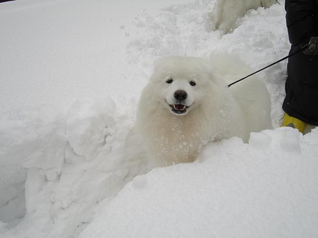 雪遊び～♪_b0177436_21554675.jpg