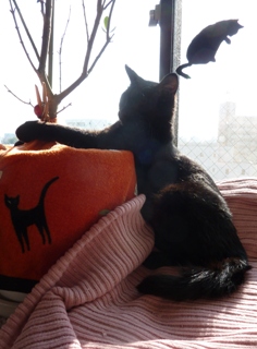 すきすきポパイ猫 のぇるろった編。_a0143140_2305276.jpg