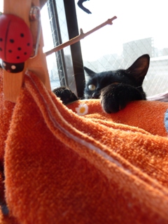 すきすきポパイ猫 のぇるろった編。_a0143140_2365422.jpg