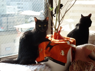 すきすきポパイ猫 のぇるろった編。_a0143140_2372423.jpg