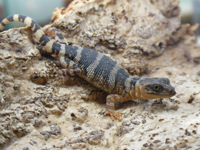 トカゲ 販売中】《旭川》0886 サトプラトカゲモドキ♀ ¥188,000 #サト