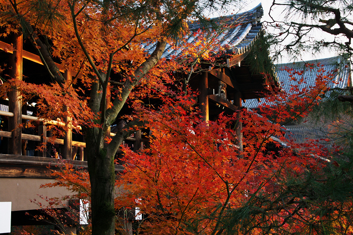 晩秋・東福寺の落葉風景(東福寺通天橋 前編)_f0155048_22395765.jpg