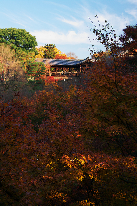 晩秋・東福寺の落葉風景(東福寺通天橋 前編)_f0155048_2242052.jpg