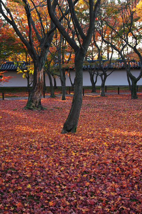 晩秋・東福寺の落葉風景(東福寺通天橋 前編)_f0155048_22421137.jpg