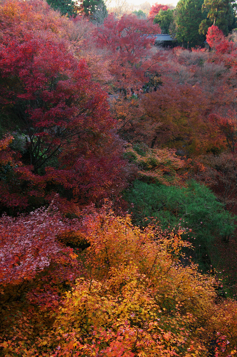 晩秋・東福寺の落葉風景(東福寺通天橋 前編)_f0155048_22444823.jpg