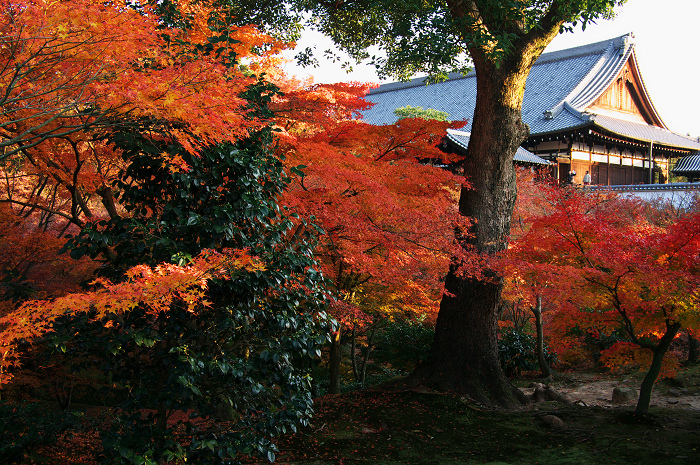 晩秋・東福寺の落葉風景(東福寺通天橋 前編)_f0155048_2245721.jpg