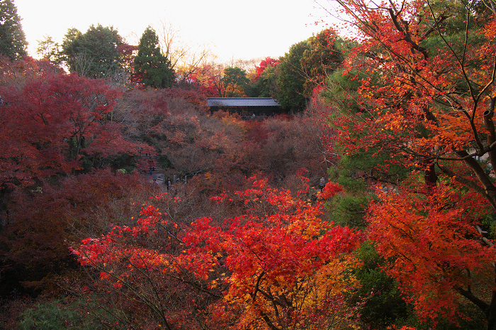 晩秋・東福寺の落葉風景(東福寺通天橋 前編)_f0155048_22474317.jpg