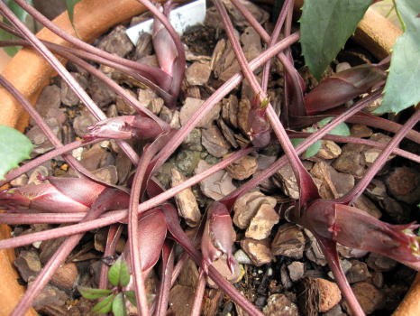 c0147952_011398.jpg