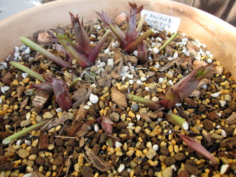 c0147952_081742.jpg