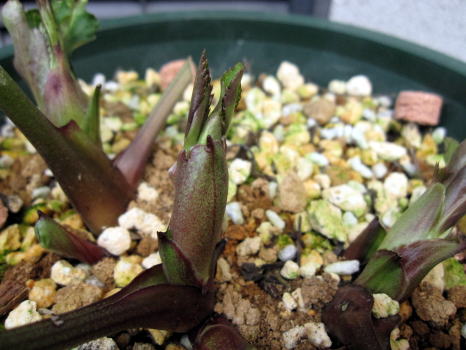 c0147952_092681.jpg
