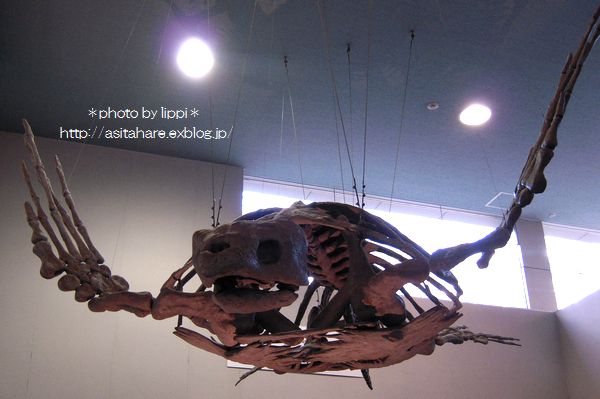 b0024758_054411.jpg