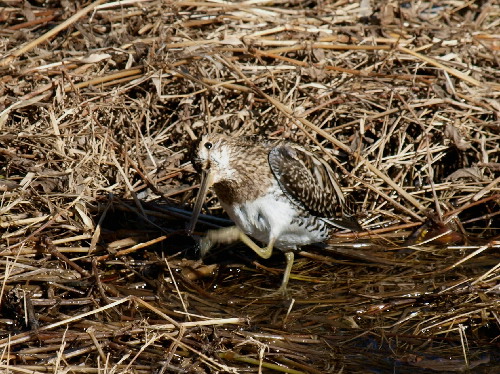f0208666_117927.jpg