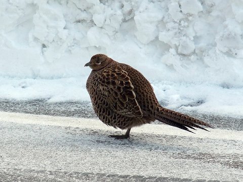 スキー、10～11シーズン2日目 ～ サイオト_e0045768_2222115.jpg