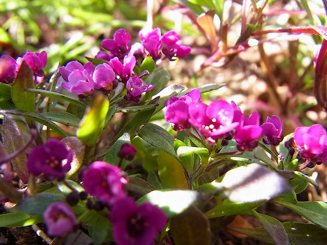e0181373_21174898.jpg