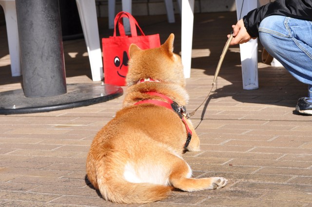 こうちゃんとお散歩。_a0126590_8241532.jpg
