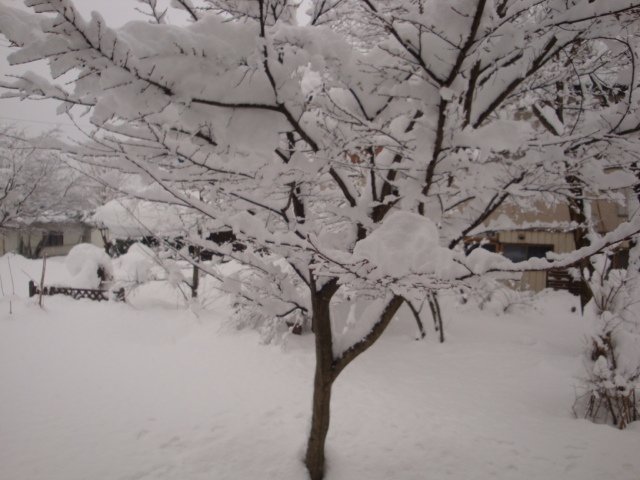 冬はつとめて Natural Bio Garden