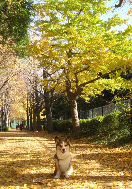 公園の紅葉もきれい～♪_f0155118_7442456.jpg