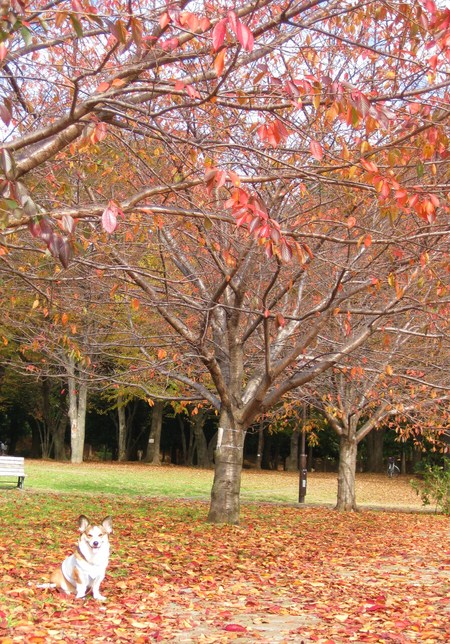 公園の紅葉もきれい～♪_f0155118_749144.jpg