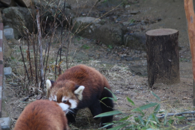 2011冬休みレッサー遠征大牟田市動物園編5_f0221023_161867.jpg