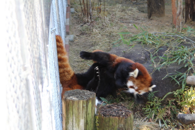 2011冬休みレッサー遠征大牟田市動物園編5_f0221023_162033.jpg