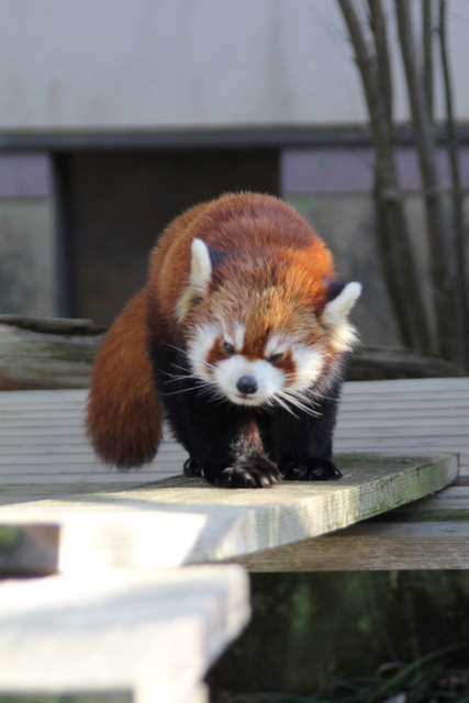 2011冬休みレッサー遠征大牟田市動物園編5_f0221023_16218.jpg