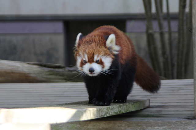 2011冬休みレッサー遠征大牟田市動物園編5_f0221023_162280.jpg